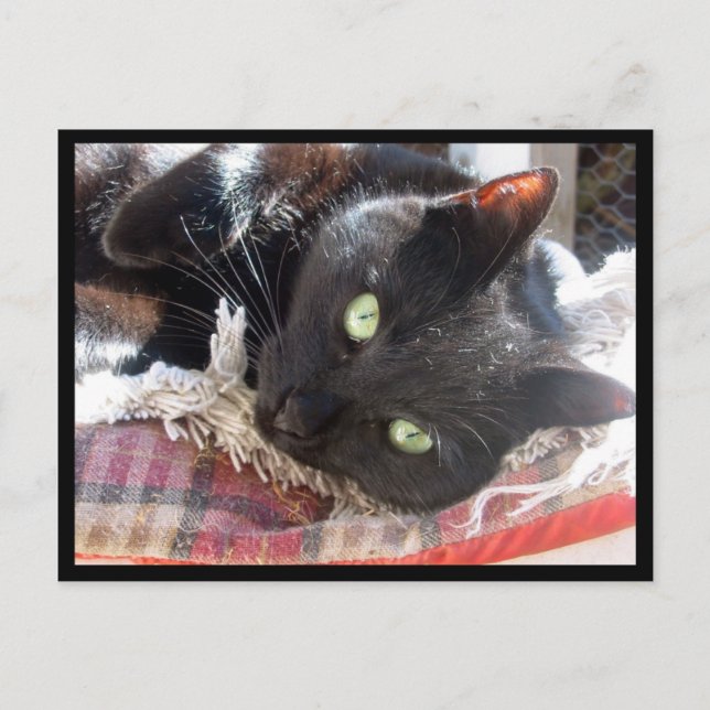 postal "Gato negro" (Anverso)