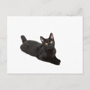 Postal Gato negro
