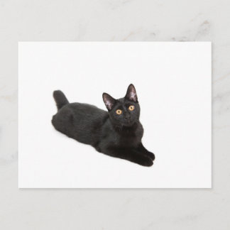 Postal Gato negro
