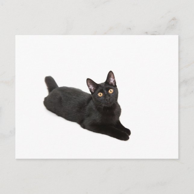 Postal Gato negro (Anverso)