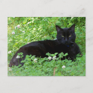 Postal Gato Negro Acostado en Amodonados Amantes de Gatos