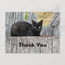 Postal Gato negro bonito foto de registro gracias