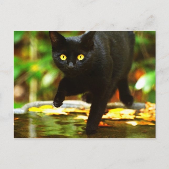 Postal Gato Negro Con Ojos Amarillos Llamativos (Anverso)