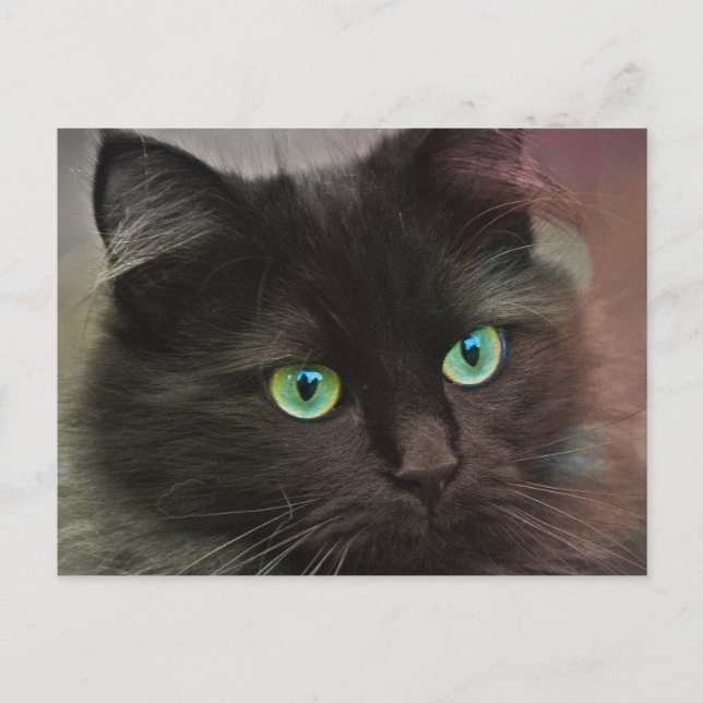 Postal Gato negro con retrato de ojos verdes (Anverso)