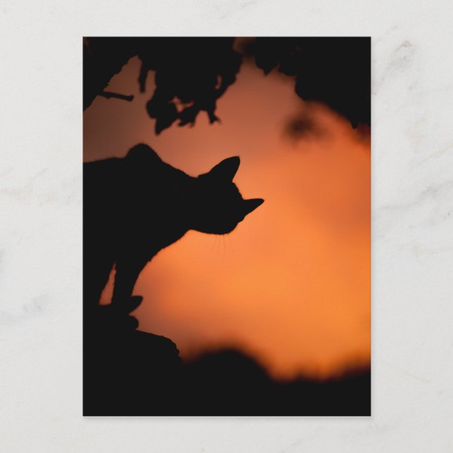 Postal Gato negro en Halloween al atardecer (Anverso)