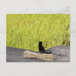 Postal Gato negro en Rice Paddy