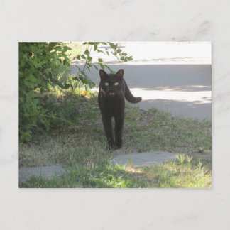 Postal Gato negro en un jardín