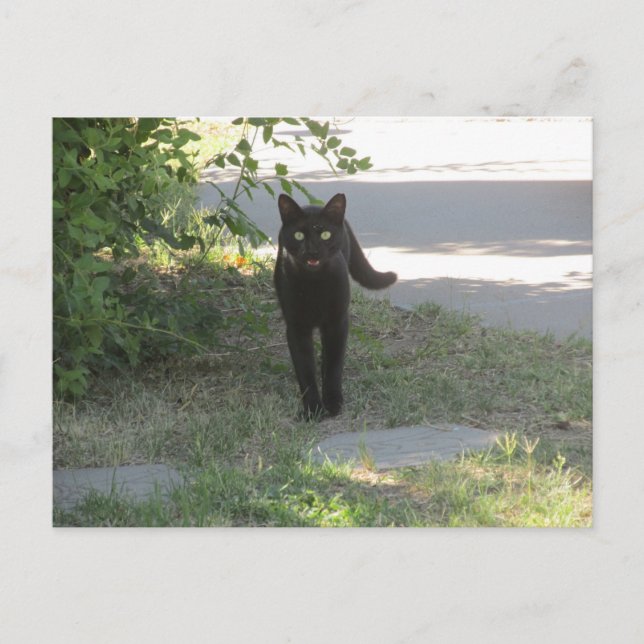 Postal Gato negro en un jardín (Anverso)