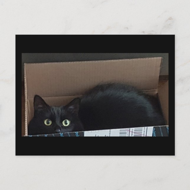 Postal Gato negro en una caja (Anverso)