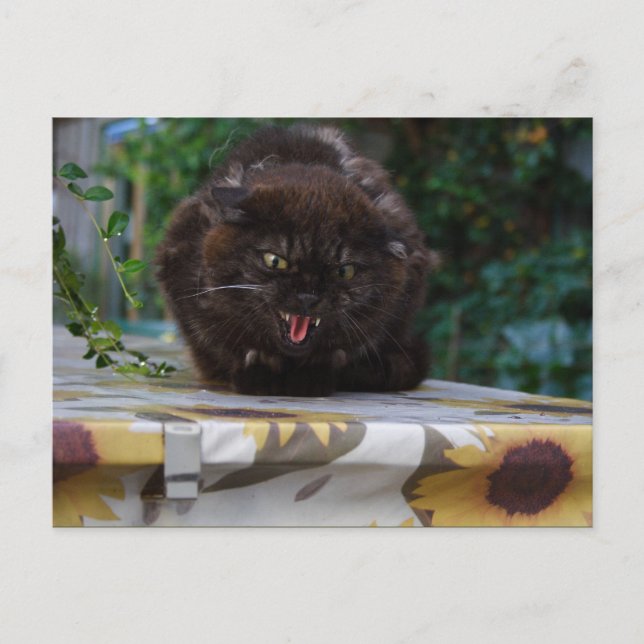 Postal Gato negro enojado (Anverso)