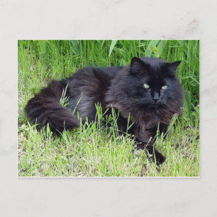 Postal Gato negro esponjoso pelo largo felino regente org