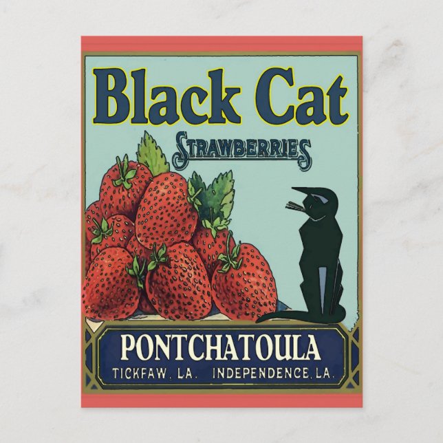 Postal Gato negro, fresas de Pontchatoula