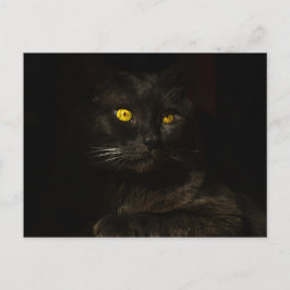 Postal Gato negro - Postcard