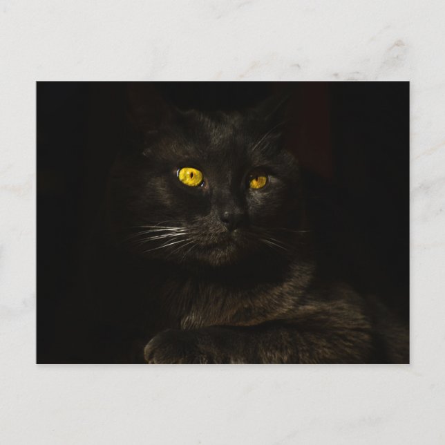 Postal Gato negro - Postcard (Anverso)