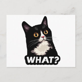 Postal Gato Negro ¿Qué?