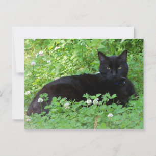 Postal Gato negro que miente en los amantes del gato aman