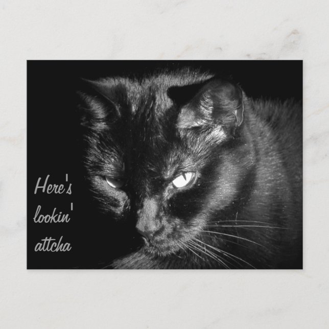 Postal Gato negro que te mira (Anverso)