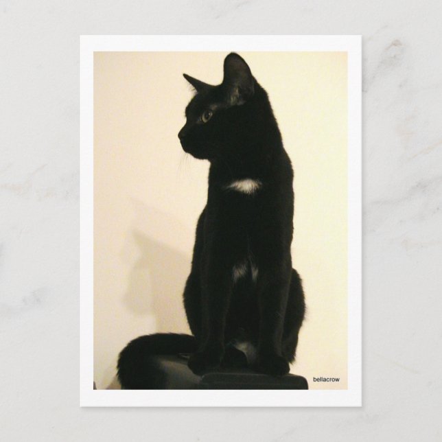 Postal gato negro sentado (Anverso)