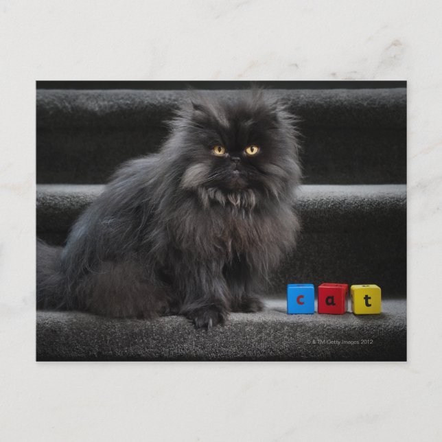 Postal Gato negro sentado en las escaleras por bloques de (Anverso)