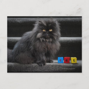 Postal Gato negro sentado en las escaleras por bloques de