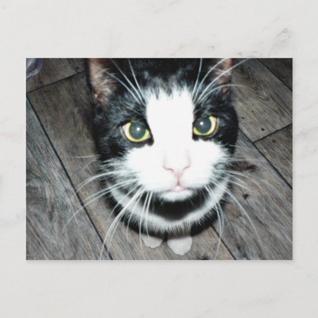 Postal Gato Negro Y Blanco (Anverso)