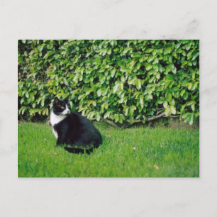Postal Gato negro y blanco