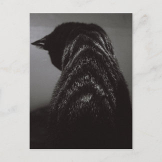 Postal Gato negro y blanco