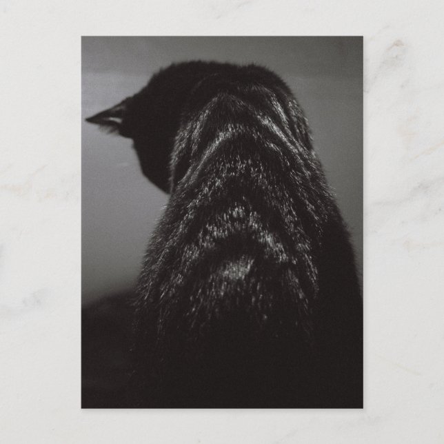 Postal Gato negro y blanco (Anverso)