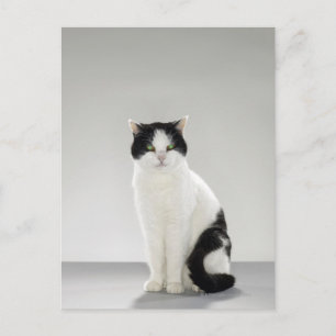 Postal Gato negro y blanco con ojos verdes brillantes