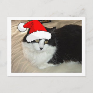 Postal Gato negro y blanco de pelo largo