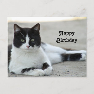 Postal Gato negro y blanco esmoquin foto cumpleaños