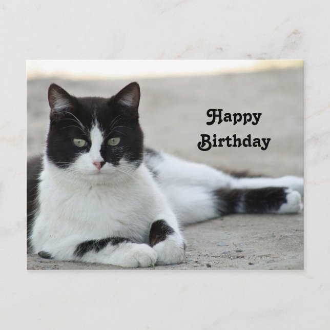 Postal Gato negro y blanco esmoquin foto cumpleaños (Anverso)