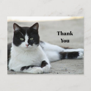 Postal Gato negro y blanco esmoquin Foto Gracias
