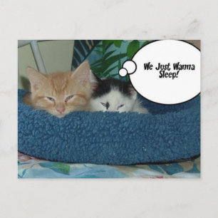 Postal Gato negro y blanco gatito