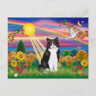 Postal Gato negro y blanco - Sol de otoño