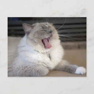 Postal gato Neva Masquerade bostezando