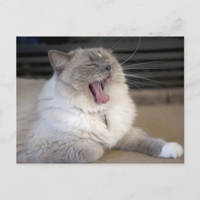 Postal gato Neva Masquerade bostezando (Anverso)