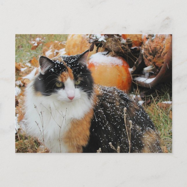 Postal Gato nevado piensa que el invierno se acerca (Anverso)