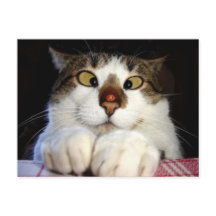 Gato Oído Cruzado Y Pájaro Adojo