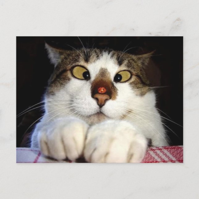 Postal Gato Oído Cruzado Y Pájaro Adojo (Anverso)