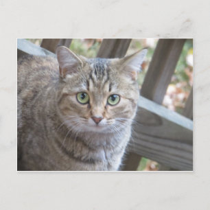 Postal Gato Ojo Verde