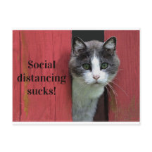 Gato Ojo Verde Cuerdo, Peces de Distancia Social