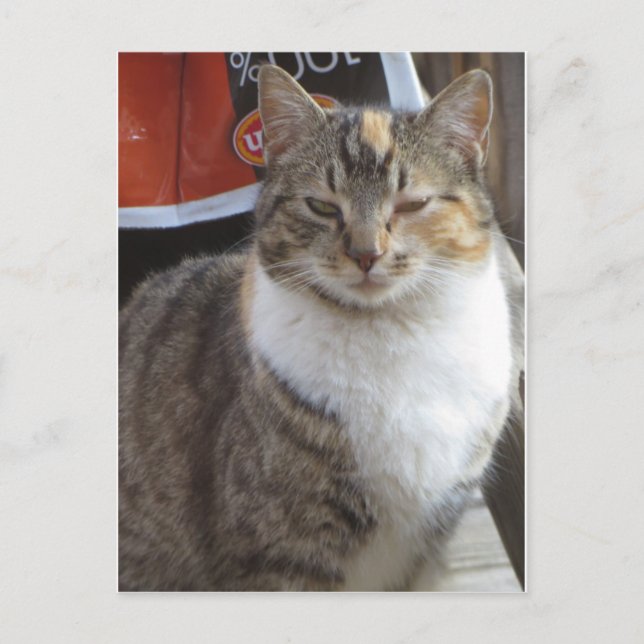 Postal Gato Parpadeante (Anverso)
