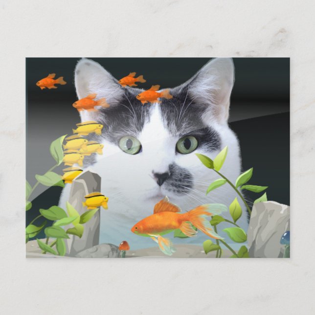 Postal Gato Peering en el tanque de peces (Anverso)