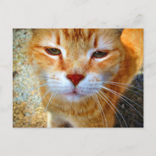 Postal Gato Pequeño y Amistoso Pelirrojo Adorable