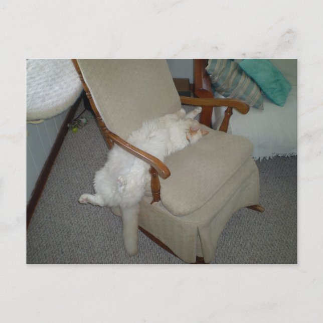 Postal Gato perezoso (Anverso)