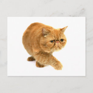 Postal Gato persa