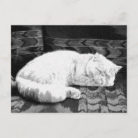 Gato Persa Blanco Durmiendo