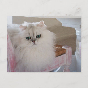 Postal Gato persa blanco en una silla rosa
