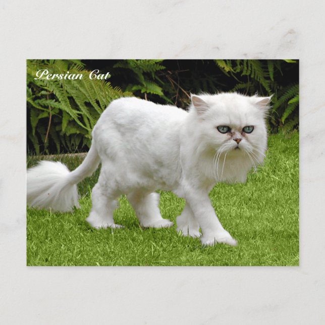 Postal Gato persa blanco humorístico (Anverso)